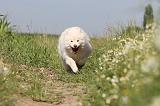 CHIEN FINNOIS DE LAPONIE 479